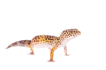 Leopard Gecko on a white background