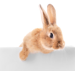 Little rabbit isolated on white