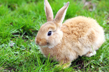 Little rabbit in grass close-up