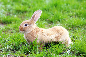 Little rabbit in grass close-up