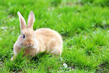 Fototapeta premium Little rabbit in grass close-up