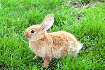 Little rabbit in grass close-up