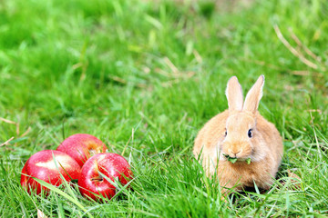 Little rabbit with apple in grass close-up