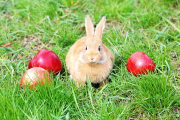 Little rabbit with apple in grass close-up