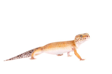 Leopard Gecko on a white background