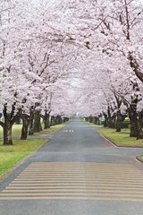 桜並木