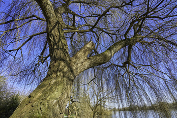 Arbre Saule