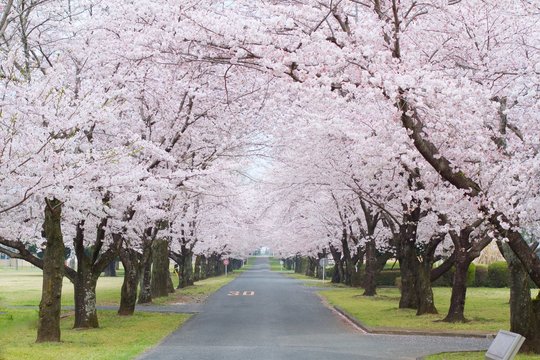 桜並木
