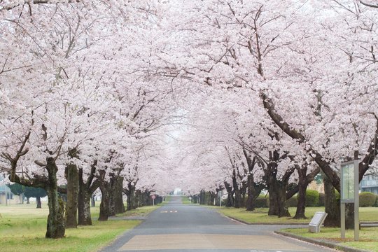桜並木