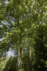 Arbre platane