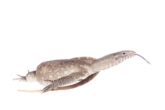 Nile monitor on white background