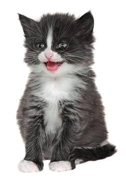 kitten, little cat isolated on white background