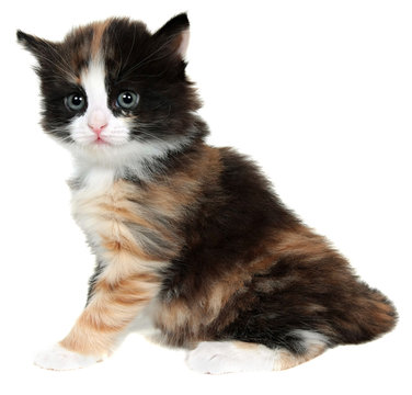 kitten, little cat isolated on white background