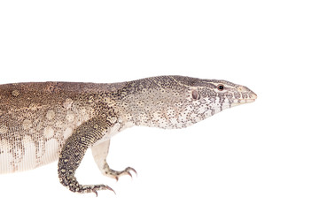 Nile monitor on white background