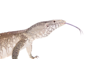 Nile monitor on white background