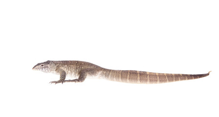 Nile monitor on white background
