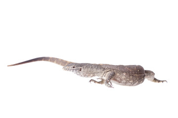 Nile monitor on white background