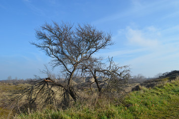 tree in dunes in nature reserve, France