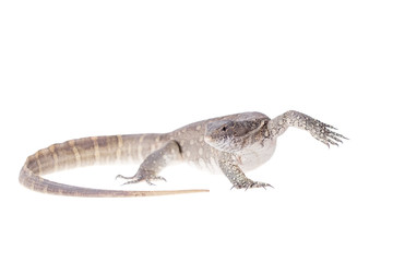 Nile monitor on white background