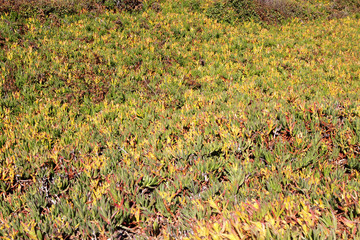plantes grasses sur la côte californienne