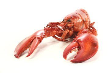 frisch gekochter Hummer