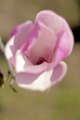 Obraz na płótnie Canvas magnolia tree blossom a beautiful spring flower