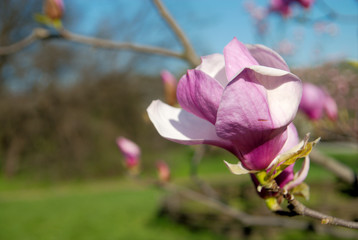 magnolia tree blossom a beautiful spring flower