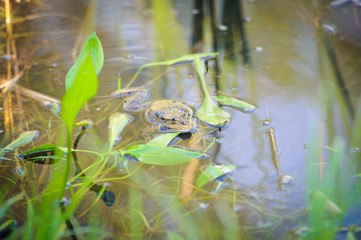 Common Water Frog , sits on water