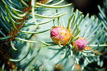 few buds at the branch of the blue spruce