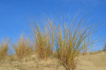 Clumps of European beachgrass in coastal dunes