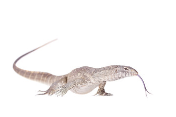 Naklejka premium Nile monitor on white background