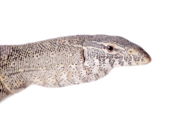Nile monitor on white background