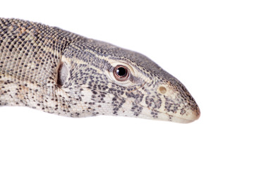 Nile monitor on white background