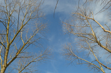 Twigs of winter trees against blue sky