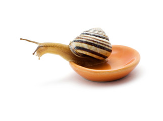 Snail on plate isolated 