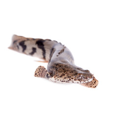 Saddled bichir on white background