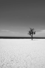 Lonely tree in the sandy beach 