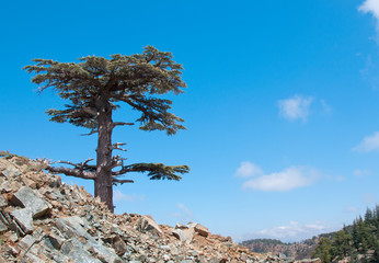 Lonely cedar tree in the mountains against blue sky.