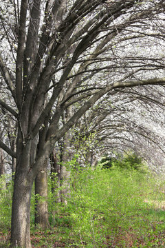 Apple blossom on spring trees © SNEHIT PHOTO