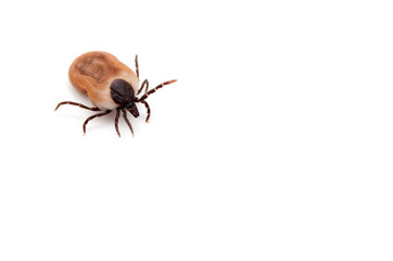 health danger - disease-carrier ticks