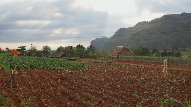 Tabakplantage Kuba, vinales