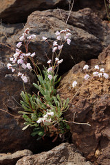 Kammförmige Strandflieder (Limonium pectinatum)