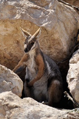 Various Animals