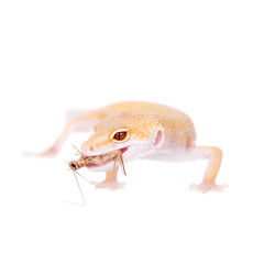 Albino Leopard Gecko on a white background