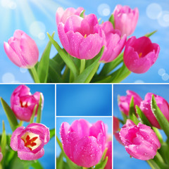 collage with pink tulips