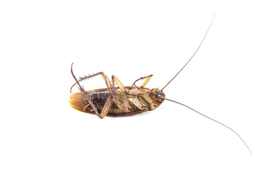 Dead cockroach isolated on a white background