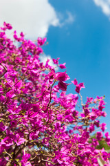 bougainvillea with blue sky background
