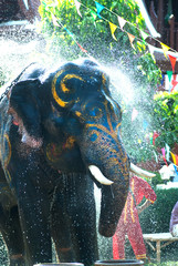 Young elephant splashing water.