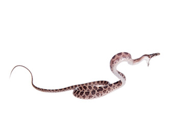 Many Spotted Cat Snake on white