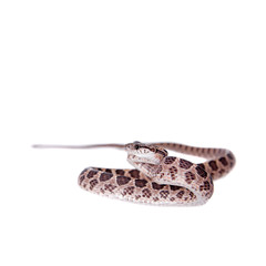 Many Spotted Cat Snake on white